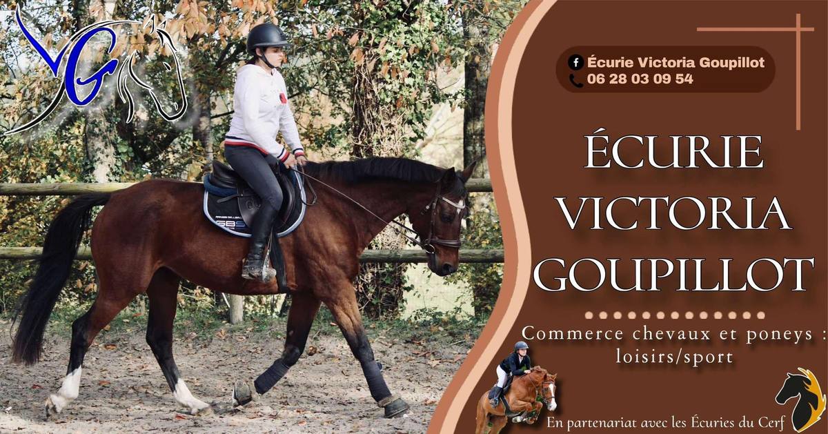 Chevaux et poneys à la vente, en partenariat avec les écuries Victoria Goupillot